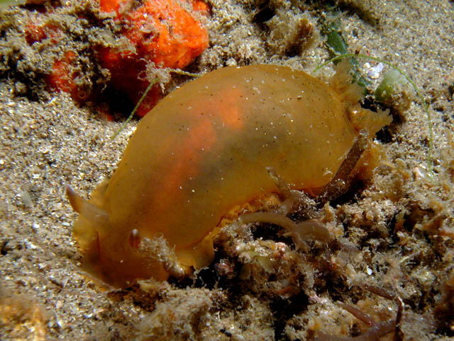 Dendrodoris fumata